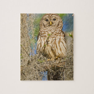 Barscheule (Strix varia) auf einer Zypresse sitzen