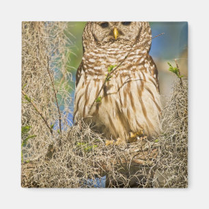 Barscheule (Strix varia) auf einer Zypresse sitzen Magnet