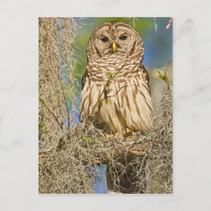 Barscheule (Strix varia) auf einer Zypresse sitzen Postkarte