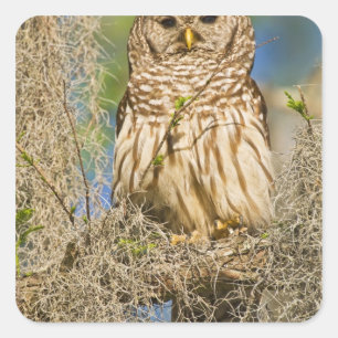Barscheule (Strix varia) auf einer Zypresse sitzen Quadratischer Aufkleber