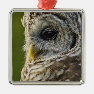 Barscheule, Strix varia, Michigan Silbernes Ornament