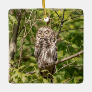 Barschuhu des Hudson Valley Keramikornament