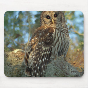 Barschuhu in Spanischem Moos ruhend Mousepad