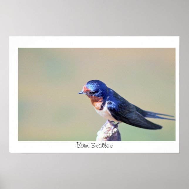 Barswallow Bird Foto Poster (Vorne)
