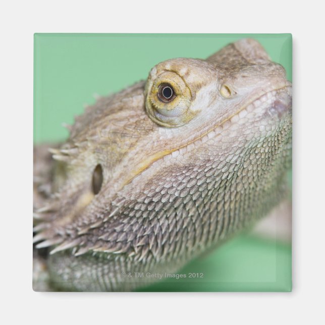 Bartagame 2 magnet (Vorne)