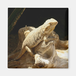 Bartard Dragon Lizard Magnet