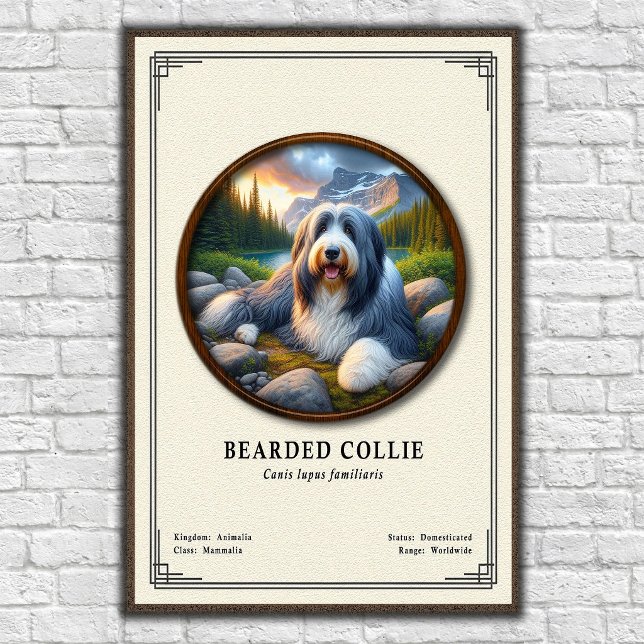 Bartcollie-Zoologie-Serie Poster (Von Creator hochgeladen)