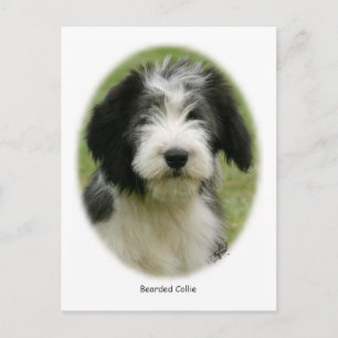 Barted Collie 9Y049D-018 Postkarte