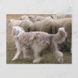barted collie working.png postkarte