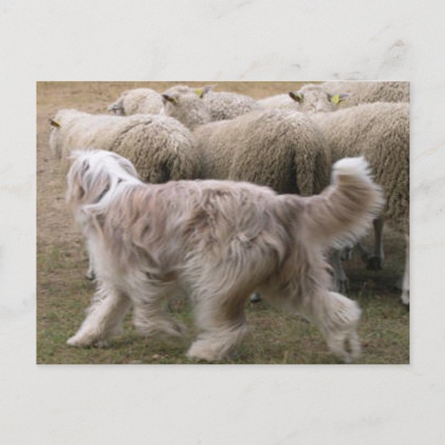 barted collie working.png postkarte (Vorderseite)