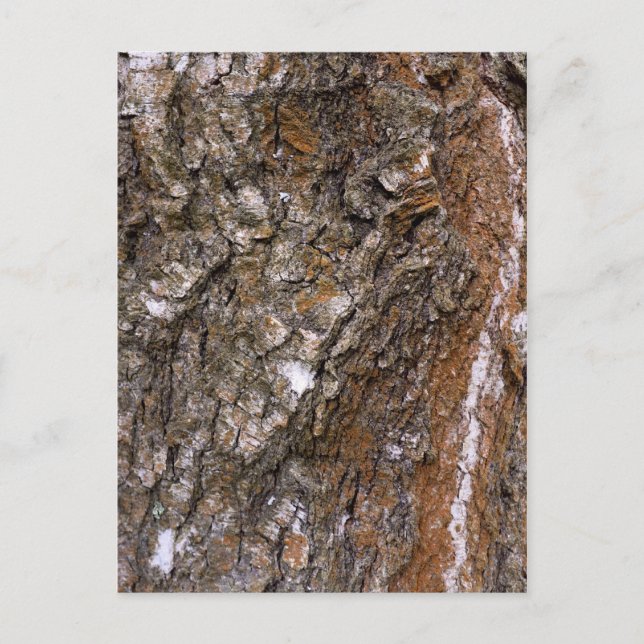 Bartenbaum Postkarte (Vorderseite)
