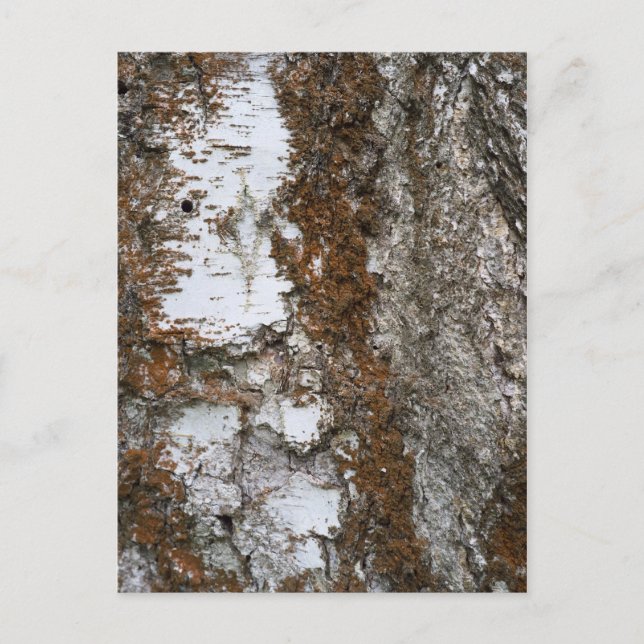 Bartenbaum Postkarte (Vorderseite)