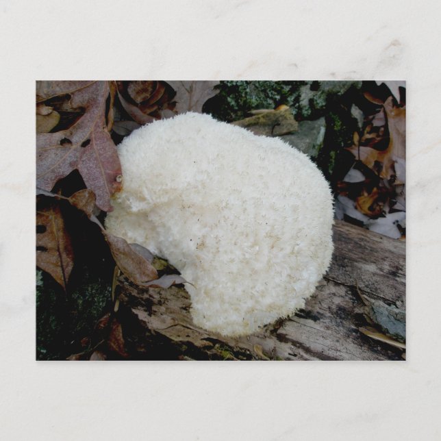 Bartentuch (Hericium erinaceus) Postkarte (Vorderseite)