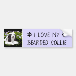 Bartete Collie Malerei - Niedliche Original Hunde Autoaufkleber