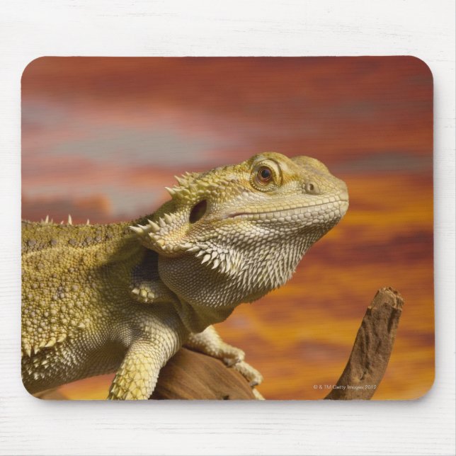 Bartete Drache (Pogona Vitticeps) auf Zweig, Mousepad (Vorne)
