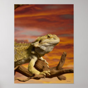 Bartete Drache (Pogona Vitticeps) auf Zweig, Poster