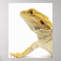 Bartete Drache (Pogona Vitticeps)
