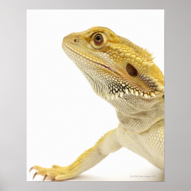 Bartete Drache (Pogona Vitticeps) Poster (Vorne)
