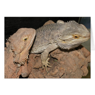 Bartete Drachen