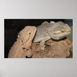 Bartete Drachen Poster