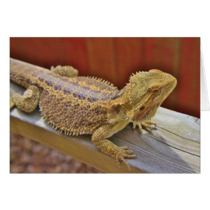 Barteter Drache 2
