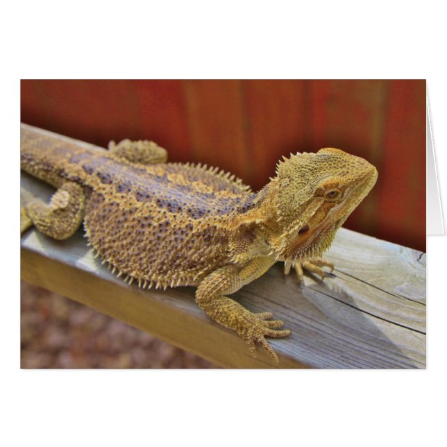 Barteter Drache 2 (Vorderseite (Horizontal))