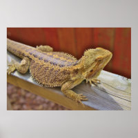 Barteter Drache 2