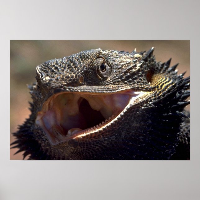 Barteter Drache, Australien Poster (Vorne)