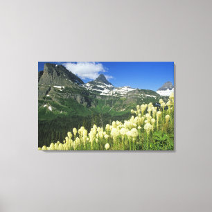 Bartgrass bei Logan Pass, Gacier National Leinwanddruck