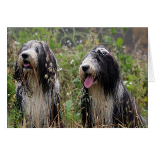 bärtige Colliepaare