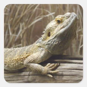 Bärtige Drache-Reptil-Aufkleber Quadratischer Aufkleber