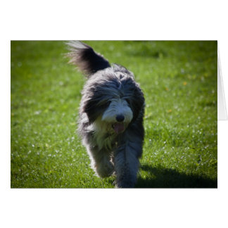 Bärtiger Collie