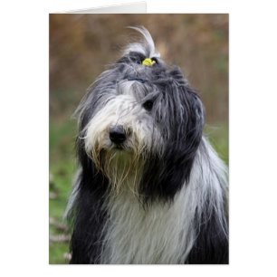 bärtiger Collie