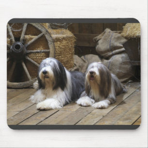 Bärtiger Collie Mousepad