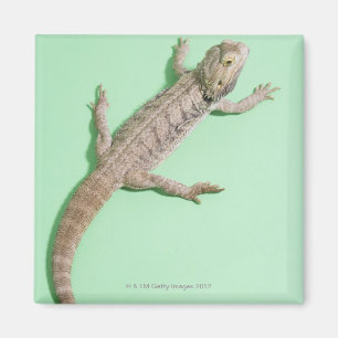 Bärtiger Drache Magnet
