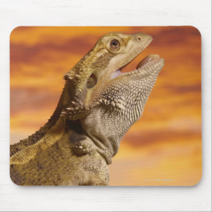 Bärtiger Drache (Pogona Vitticeps) auf Felsen, Mousepad