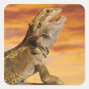 Bärtiger Drache (Pogona Vitticeps) auf Felsen, Quadratischer Aufkleber