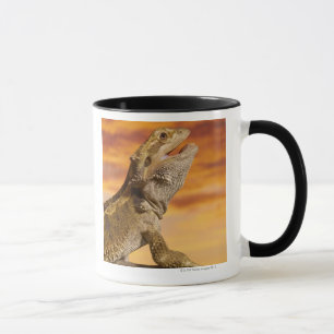 Bärtiger Drache (Pogona Vitticeps) auf Felsen, Tasse