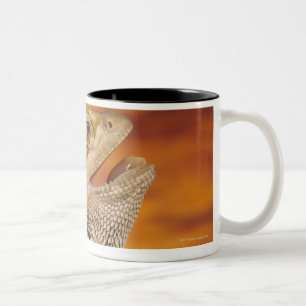 Bärtiger Drache (Pogona Vitticeps) auf Felsen, Zweifarbige Tasse