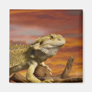 Bärtiger Drache (Pogona Vitticeps) auf Magnet