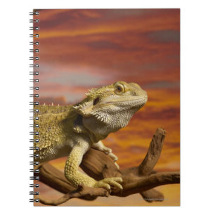 Bärtiger Drache (Pogona Vitticeps) auf Notizblock