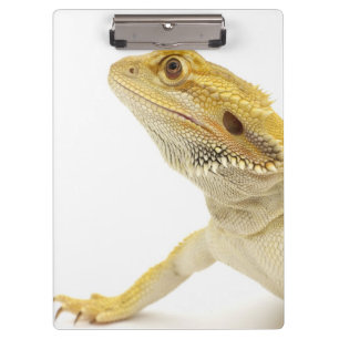 Bärtiger Drache (Pogona Vitticeps) Klemmbrett