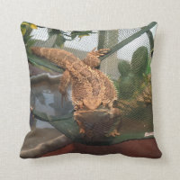 Bärtiger Drache und verschleiertes