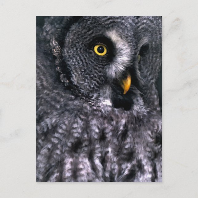 Bartkauz Postkarte (Vorderseite)