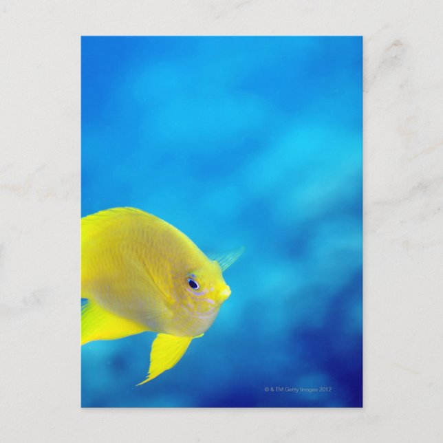 Bartlett-Anthias Postkarte (Vorderseite)