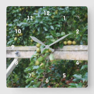 Bartlett-Birnen auf die Wirkung von Tree Orton Quadratische Wanduhr