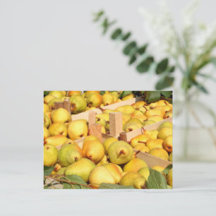Bartlett Pears Postcard Postkarte
