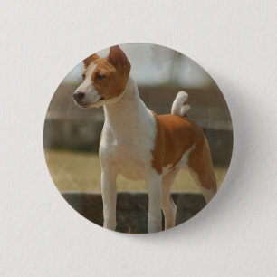 Basenji Button
