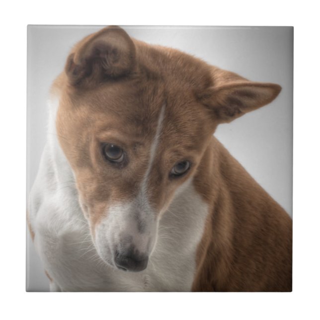 Basenji Fliese (Vorderseite)