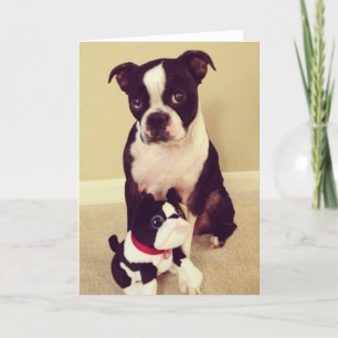 Bashful Boston Terrier Karte